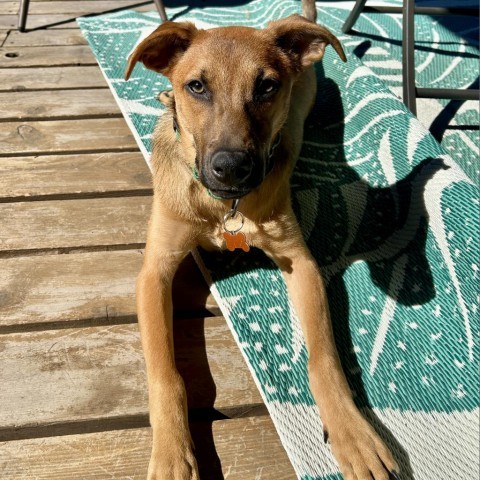 Jessie, an adoptable Shepherd, Mixed Breed in Bend, OR, 97702 | Photo Image 2