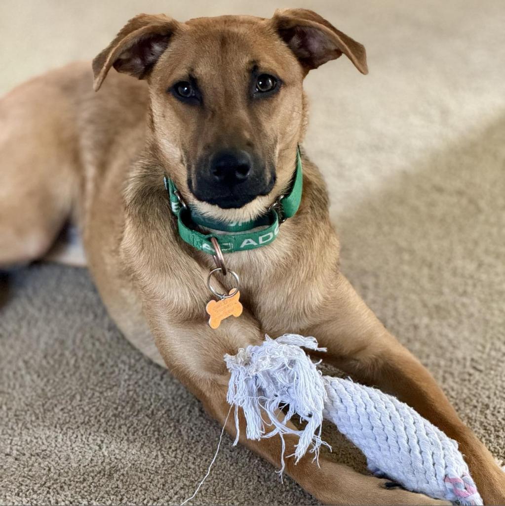 Jessie, an adoptable Shepherd, Mixed Breed in Bend, OR, 97702 | Photo Image 2