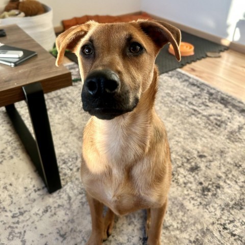 Jessie, an adoptable Shepherd, Mixed Breed in Bend, OR, 97702 | Photo Image 3