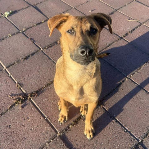 Jessie, an adoptable Shepherd, Mixed Breed in Bend, OR, 97702 | Photo Image 4