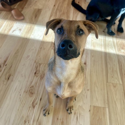 Jessie, an adoptable Shepherd, Mixed Breed in Bend, OR, 97702 | Photo Image 5