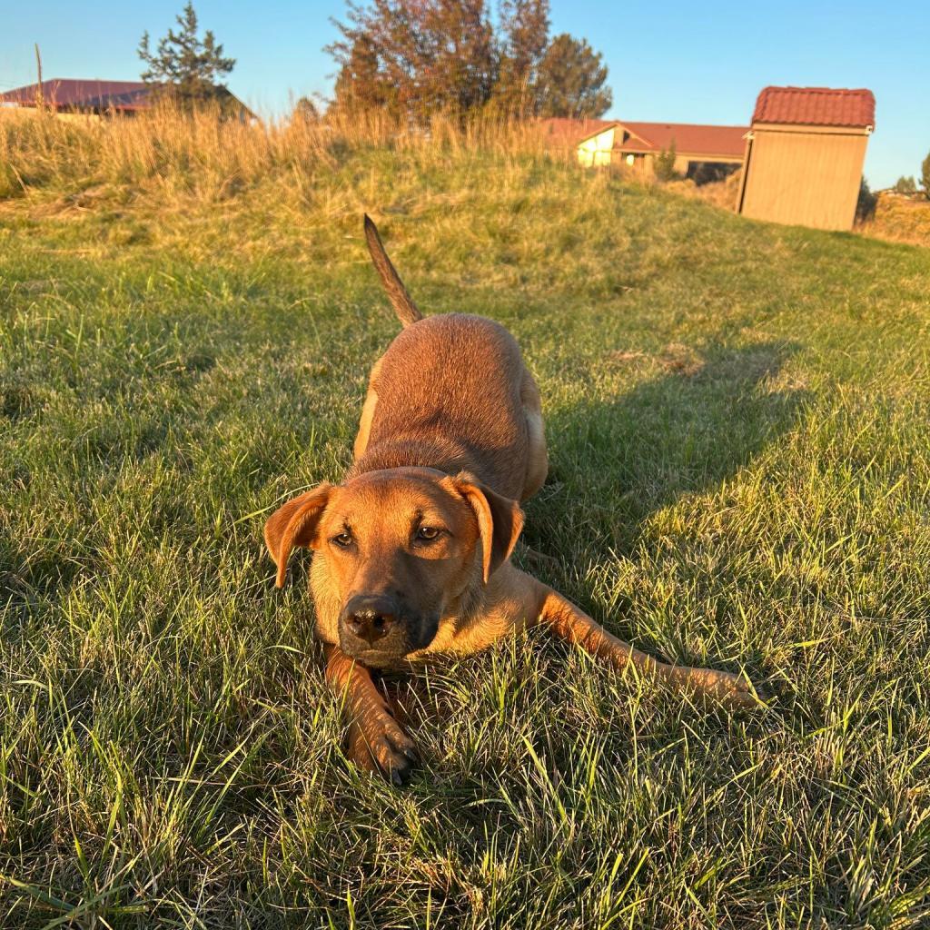 Jessie, an adoptable Shepherd, Mixed Breed in Bend, OR, 97702 | Photo Image 5