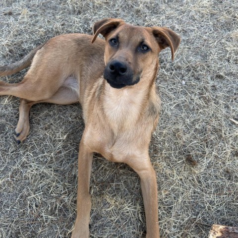 Jessie, an adoptable Shepherd, Mixed Breed in Bend, OR, 97702 | Photo Image 6