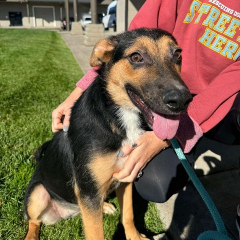 Brooklyn, an adoptable Shepherd, Rottweiler in Bend, OR, 97702 | Photo Image 3