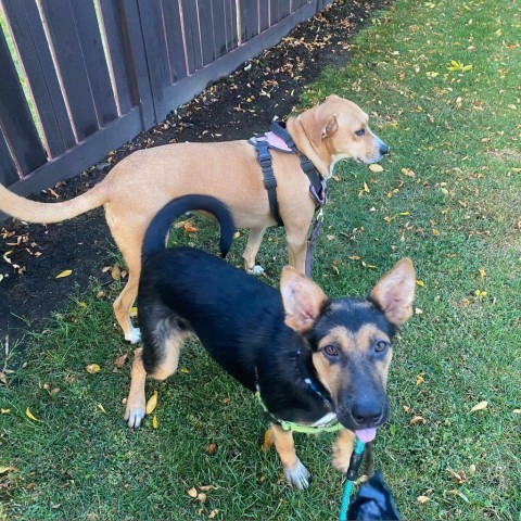 Brooklyn, an adoptable Shepherd, Rottweiler in Bend, OR, 97702 | Photo Image 6