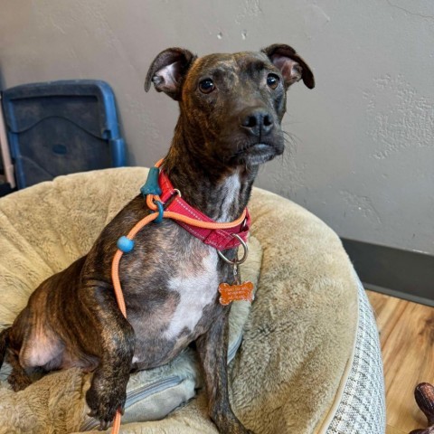 Taylor, an adoptable Chihuahua, Terrier in Bend, OR, 97702 | Photo Image 3