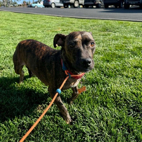 Taylor, an adoptable Chihuahua, Terrier in Bend, OR, 97702 | Photo Image 4