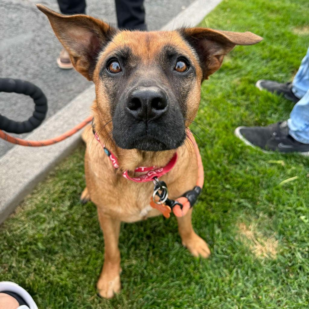 Carol, an adoptable Shepherd, Mixed Breed in Bend, OR, 97702 | Photo Image 1