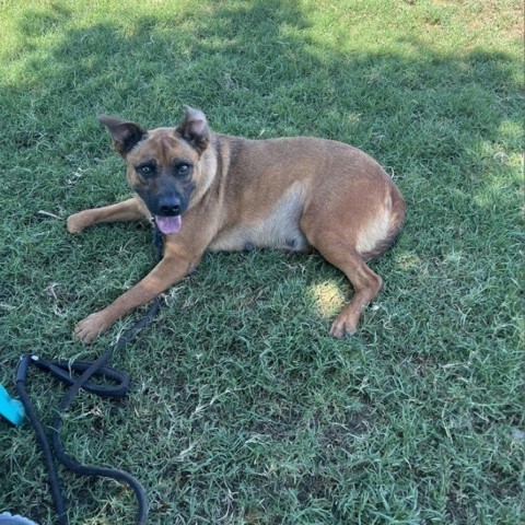 Carol, an adoptable Shepherd, Mixed Breed in Bend, OR, 97702 | Photo Image 2