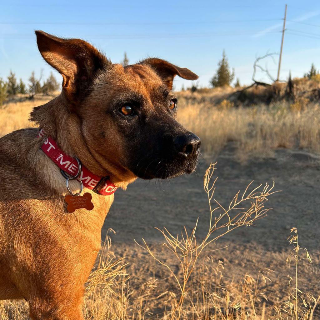 Carol, an adoptable Shepherd, Mixed Breed in Bend, OR, 97702 | Photo Image 2