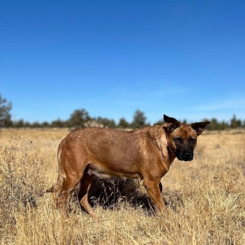 Carol, an adoptable Shepherd, Mixed Breed in Bend, OR, 97702 | Photo Image 3