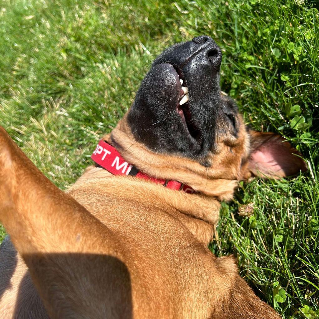 Carol, an adoptable Shepherd, Mixed Breed in Bend, OR, 97702 | Photo Image 3