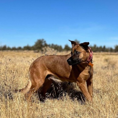 Carol, an adoptable Shepherd, Mixed Breed in Bend, OR, 97702 | Photo Image 4