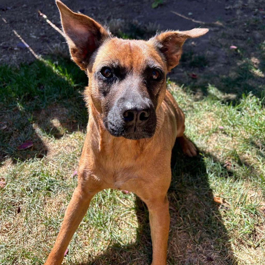 Carol, an adoptable Shepherd, Mixed Breed in Bend, OR, 97702 | Photo Image 4