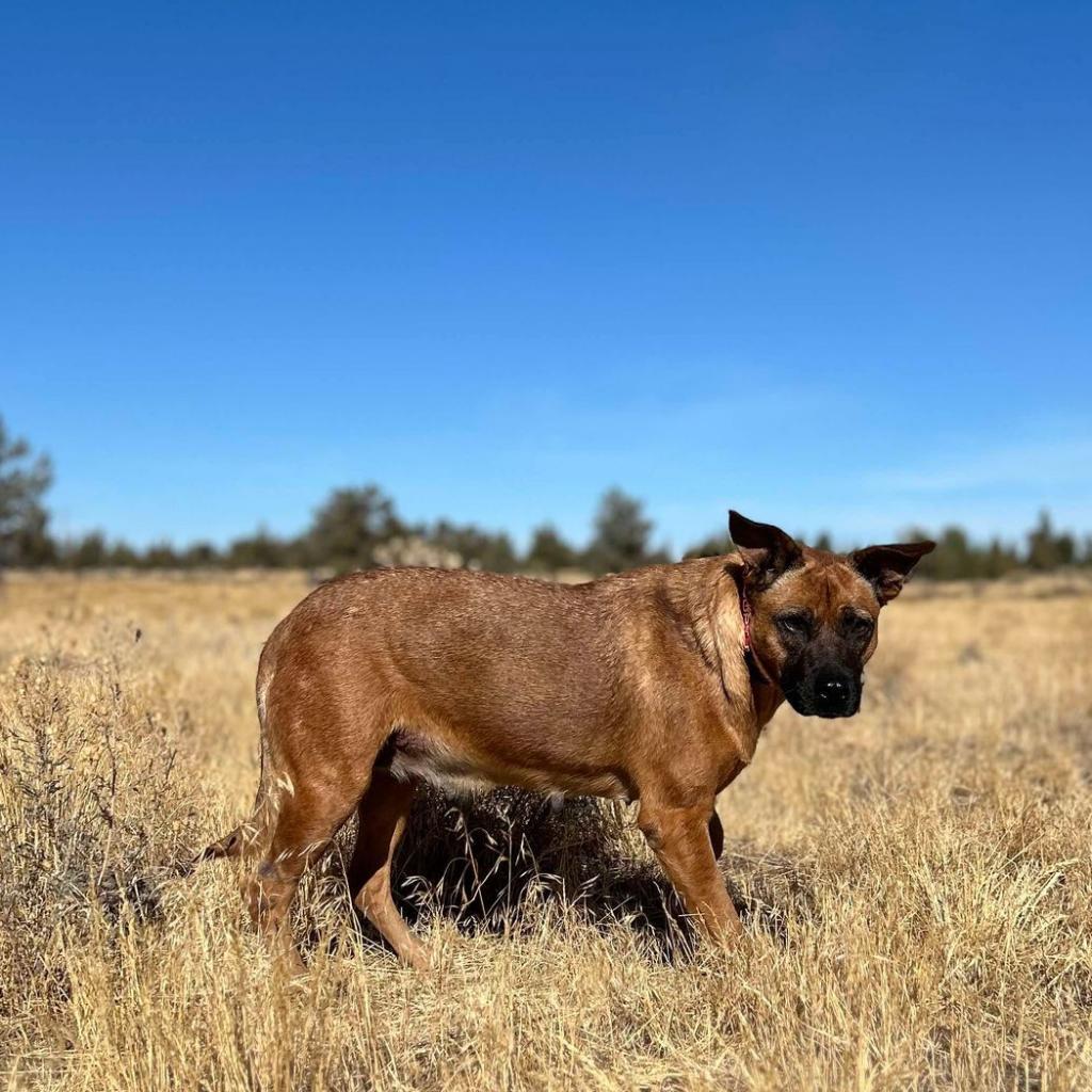 Carol, an adoptable Shepherd, Mixed Breed in Bend, OR, 97702 | Photo Image 6