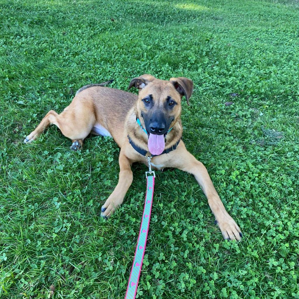 Woody, an adoptable Shepherd, Mixed Breed in Bend, OR, 97702 | Photo Image 1