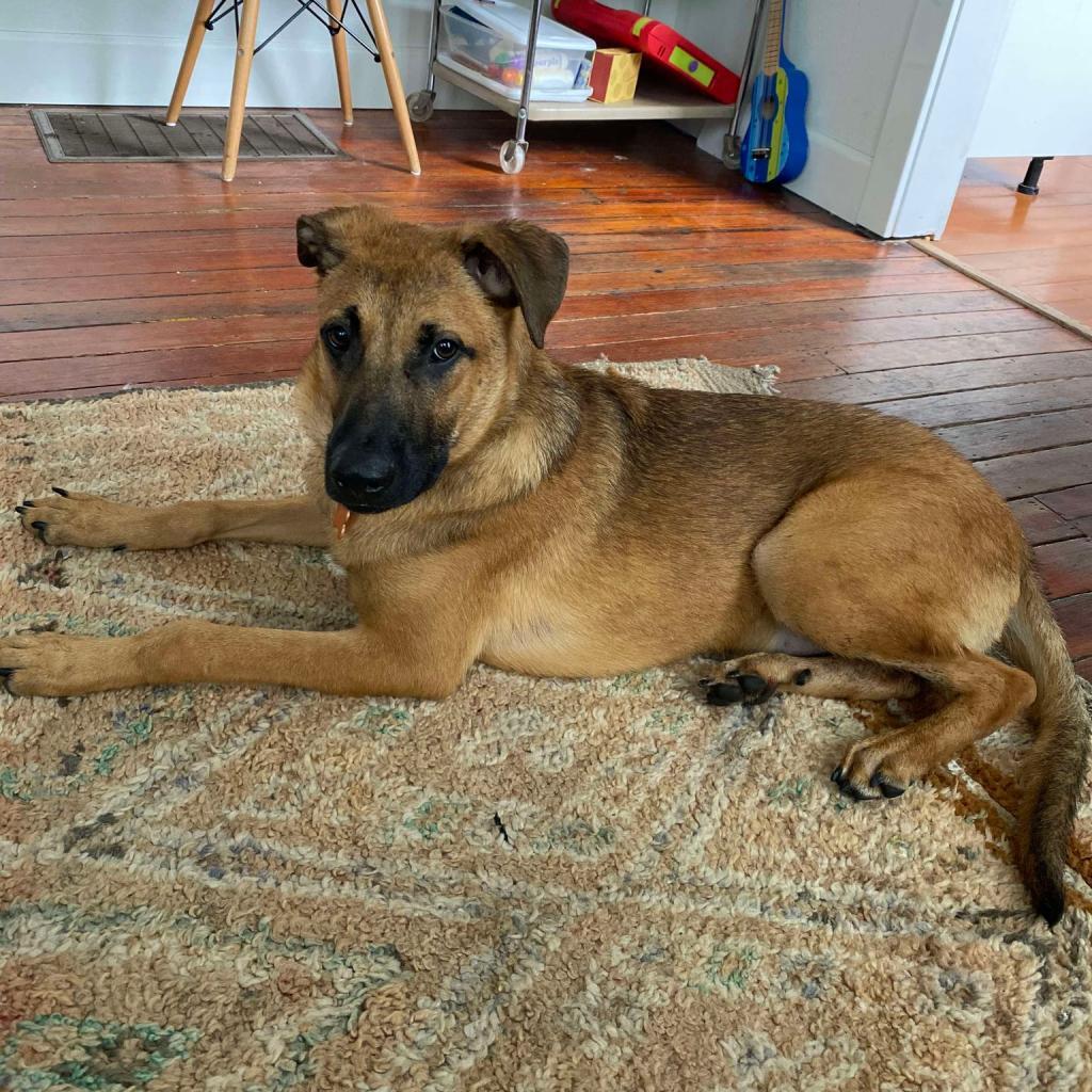 Woody, an adoptable Shepherd, Mixed Breed in Bend, OR, 97702 | Photo Image 1