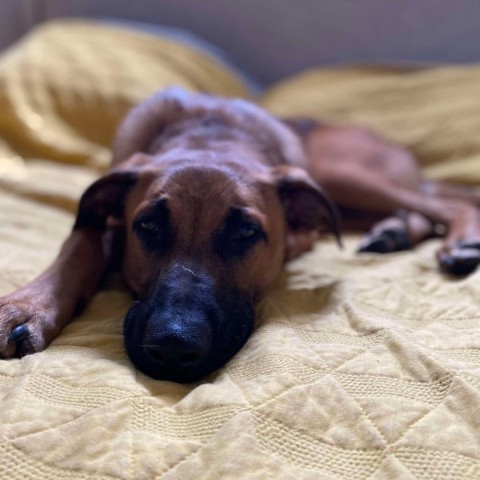 Woody, an adoptable Shepherd, Mixed Breed in Bend, OR, 97702 | Photo Image 2