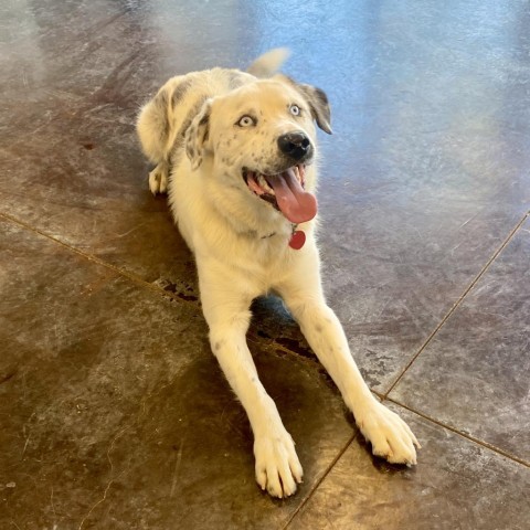 Steel (Rocky), an adoptable Australian Shepherd in Rifle, CO, 81650 | Photo Image 1