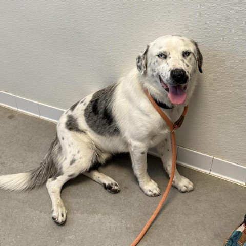 Steel (Rocky), an adoptable Australian Shepherd in Rifle, CO, 81650 | Photo Image 2