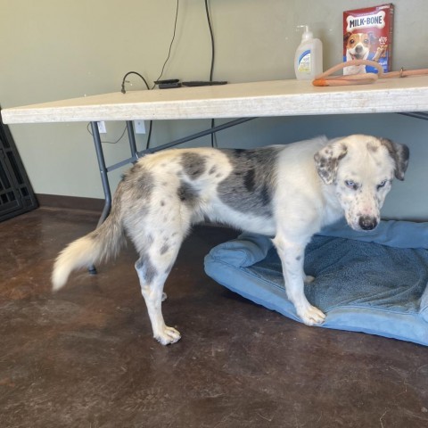 Steel (Rocky), an adoptable Australian Shepherd in Rifle, CO, 81650 | Photo Image 4