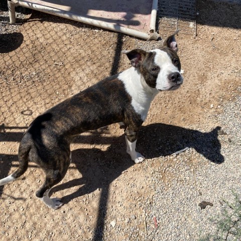 Kryptonite, an adoptable Pit Bull Terrier, Boxer in Rifle, CO, 81650 | Photo Image 1