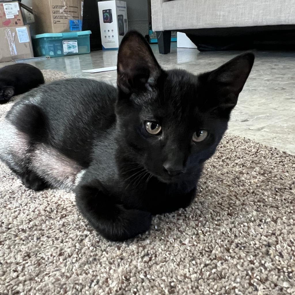 Franklin, an adoptable Domestic Short Hair in Bismarck, ND, 58507 | Photo Image 1