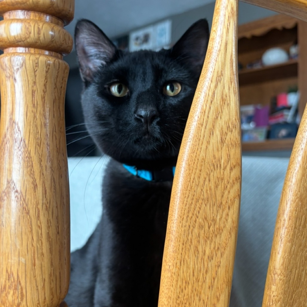 Franklin, an adoptable Domestic Short Hair in Bismarck, ND, 58507 | Photo Image 1