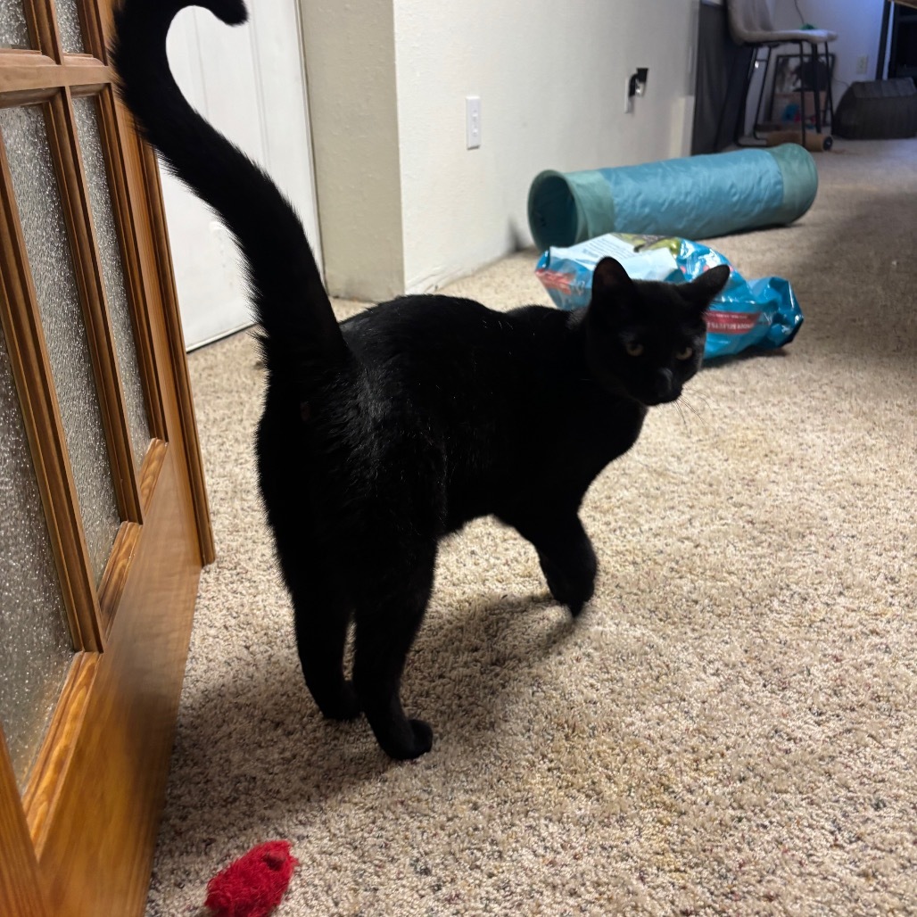 Franklin, an adoptable Domestic Short Hair in Bismarck, ND, 58507 | Photo Image 3