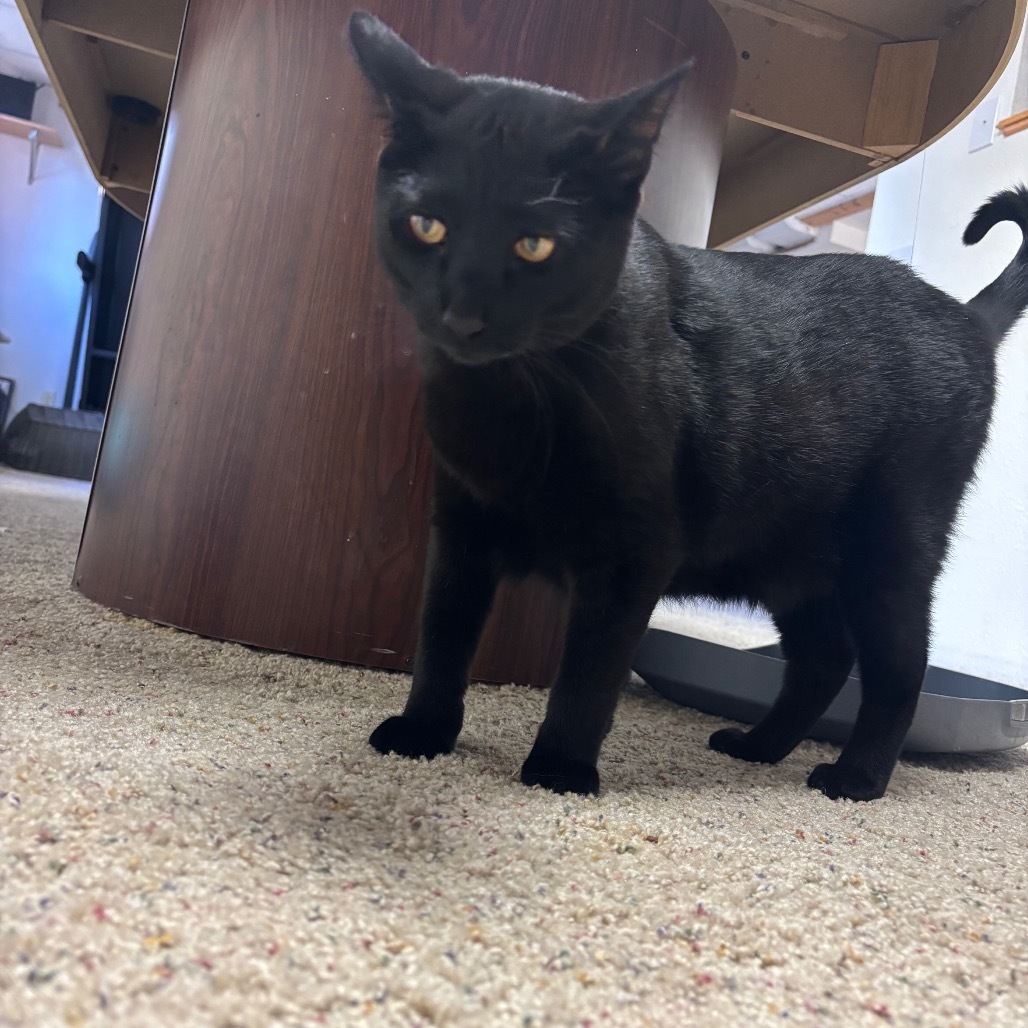 Franklin, an adoptable Domestic Short Hair in Bismarck, ND, 58507 | Photo Image 4