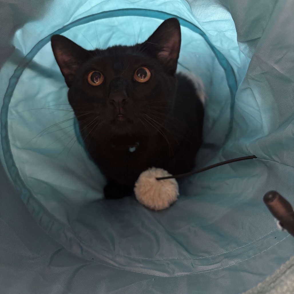 Franklin, an adoptable Domestic Short Hair in Bismarck, ND, 58507 | Photo Image 5