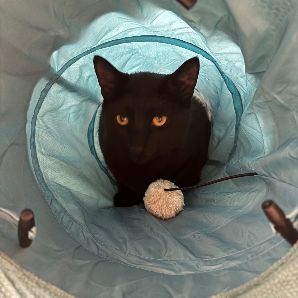 Franklin, an adoptable Domestic Short Hair in Bismarck, ND, 58507 | Photo Image 6