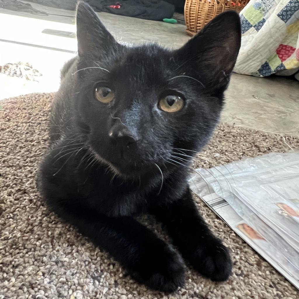 Rudy, an adoptable Domestic Short Hair in Bismarck, ND, 58507 | Photo Image 1