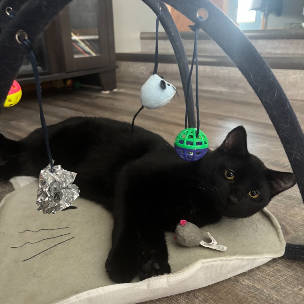 Rudy, an adoptable Domestic Short Hair in Bismarck, ND, 58507 | Photo Image 1