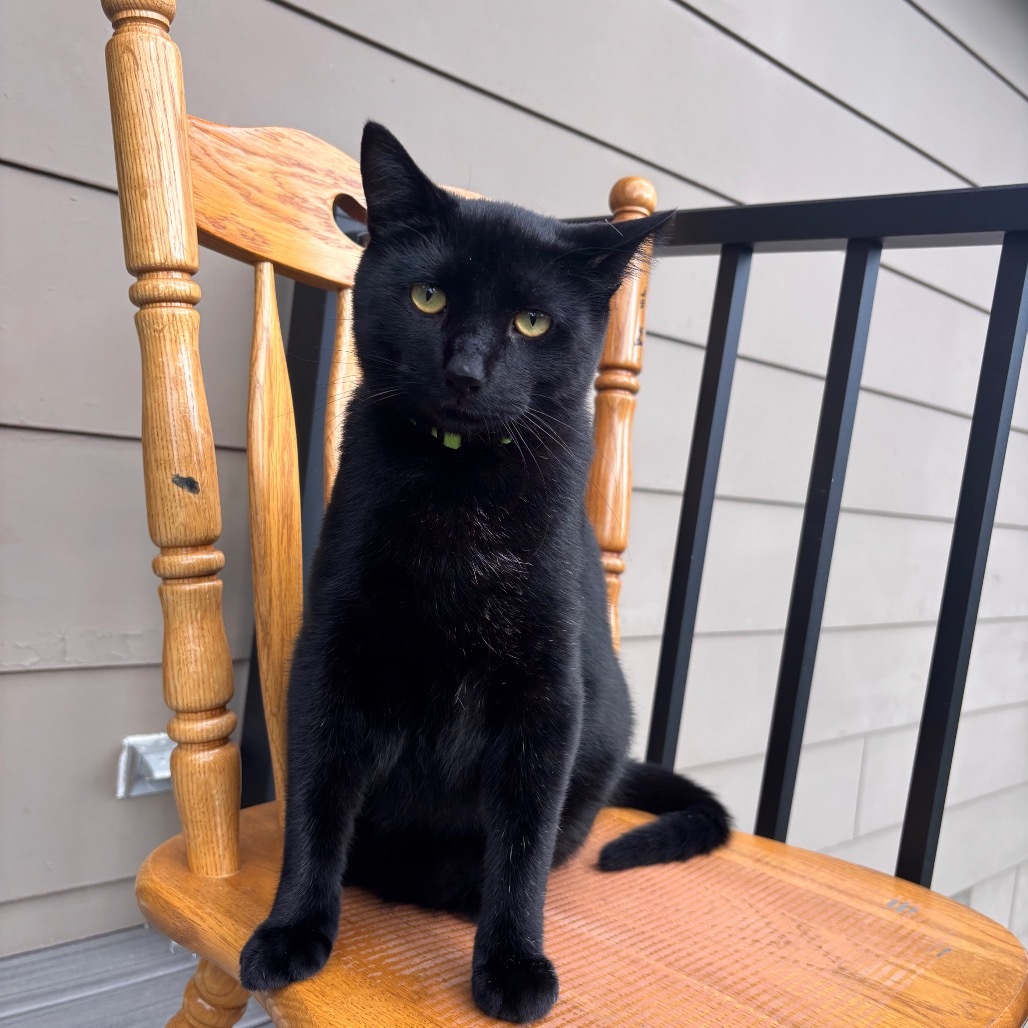 Rudy, an adoptable Domestic Short Hair in Bismarck, ND, 58507 | Photo Image 1