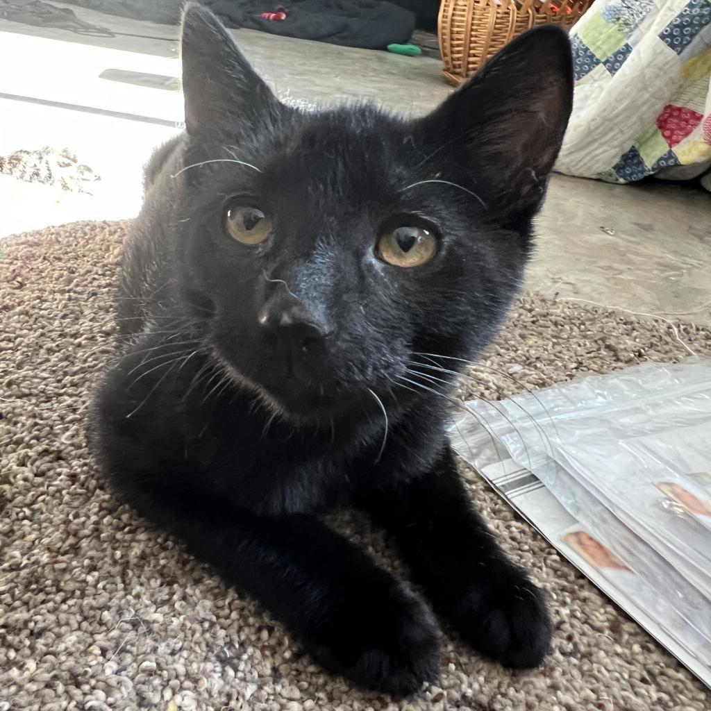Rudy, an adoptable Domestic Short Hair in Bismarck, ND, 58507 | Photo Image 2
