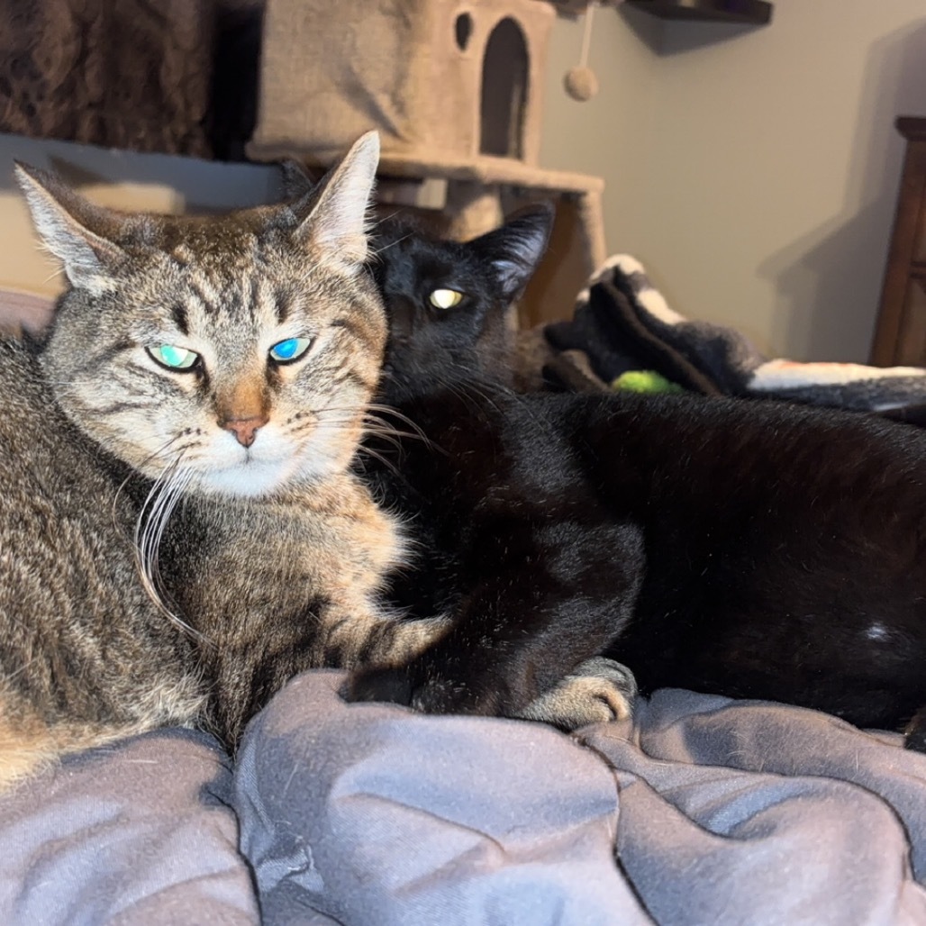 Rudy, an adoptable Domestic Short Hair in Bismarck, ND, 58507 | Photo Image 3