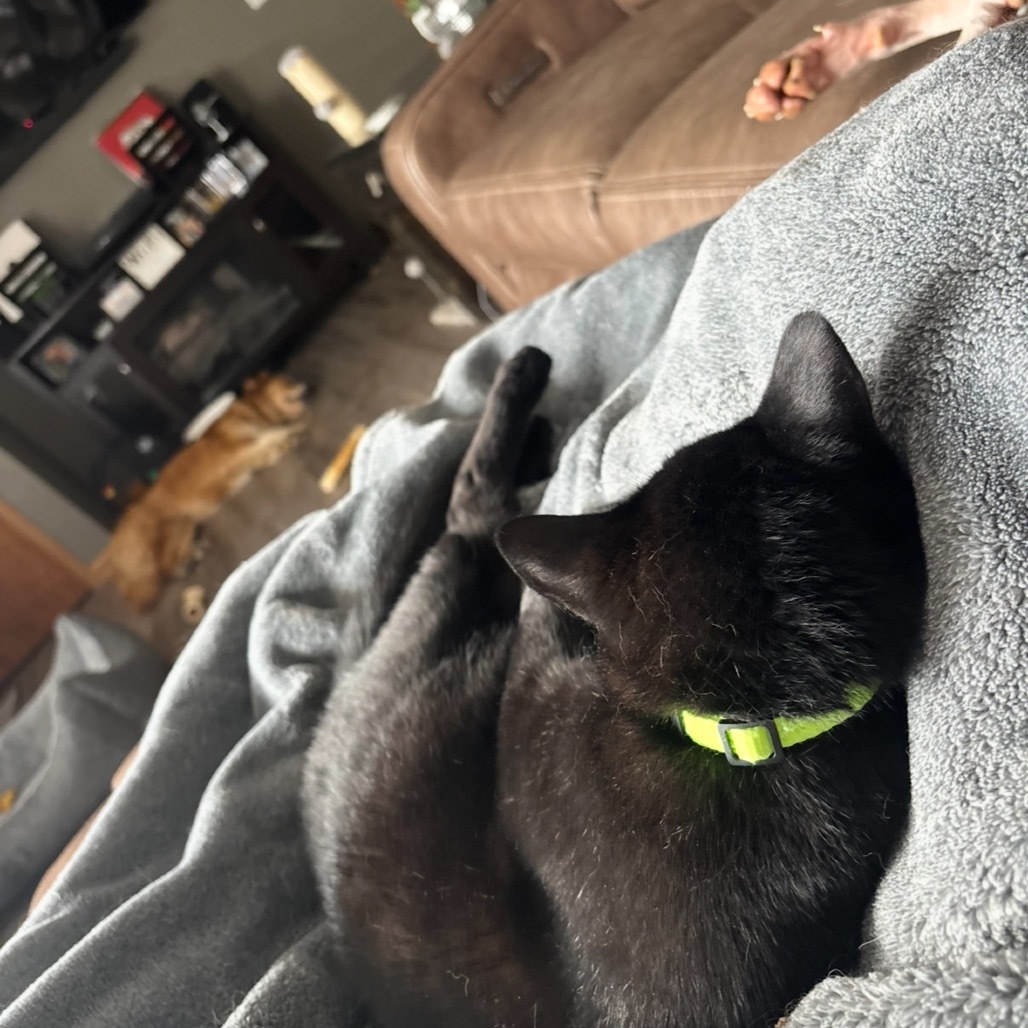 Rudy, an adoptable Domestic Short Hair in Bismarck, ND, 58507 | Photo Image 5