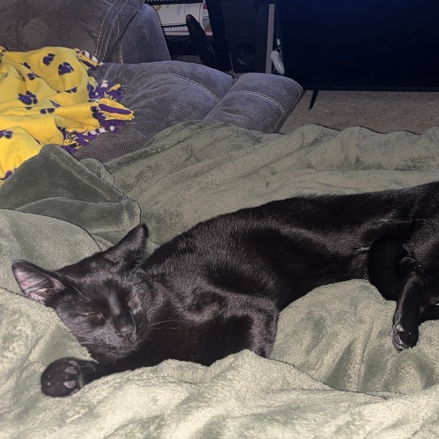 Rudy, an adoptable Domestic Short Hair in Bismarck, ND, 58507 | Photo Image 6