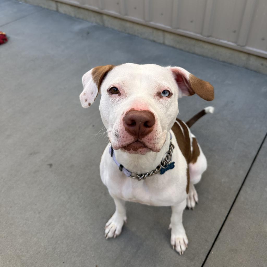 Arya, an adoptable Mixed Breed in Bismarck, ND, 58507 | Photo Image 1