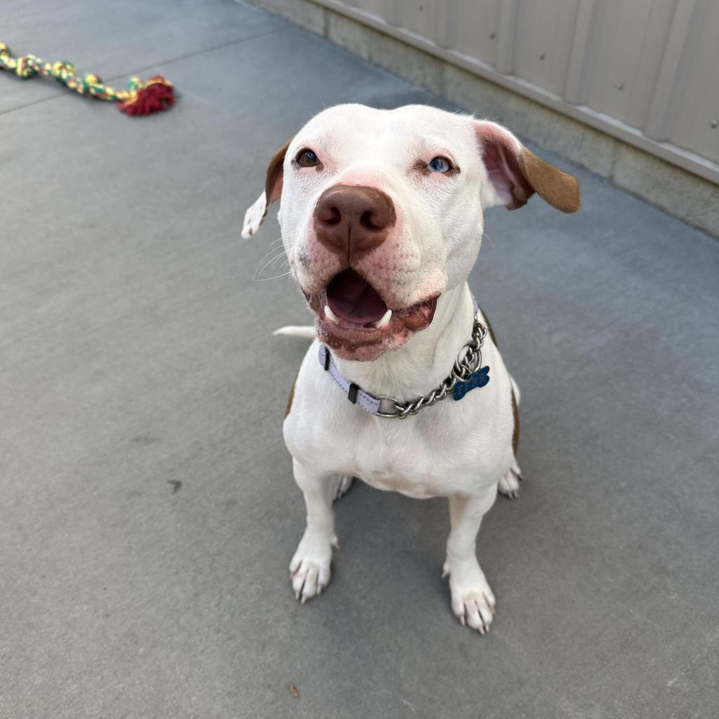 Arya, an adoptable Mixed Breed in Bismarck, ND, 58507 | Photo Image 2