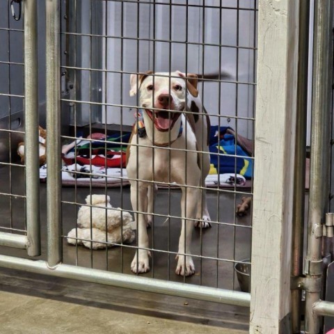 Arya, an adoptable Mixed Breed in Bismarck, ND, 58507 | Photo Image 3