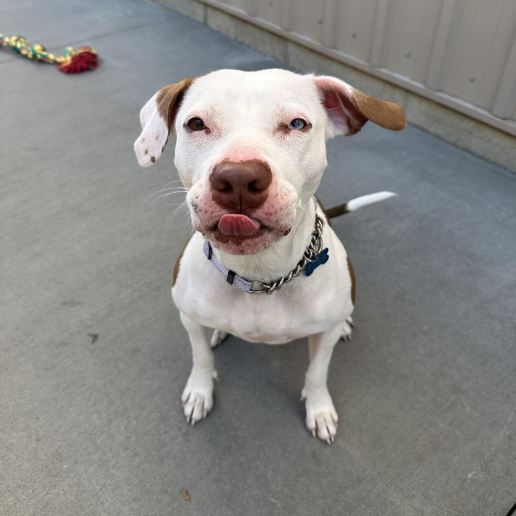 Arya, an adoptable Mixed Breed in Bismarck, ND, 58507 | Photo Image 3