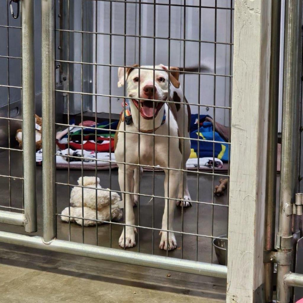 Arya, an adoptable Mixed Breed in Bismarck, ND, 58507 | Photo Image 4