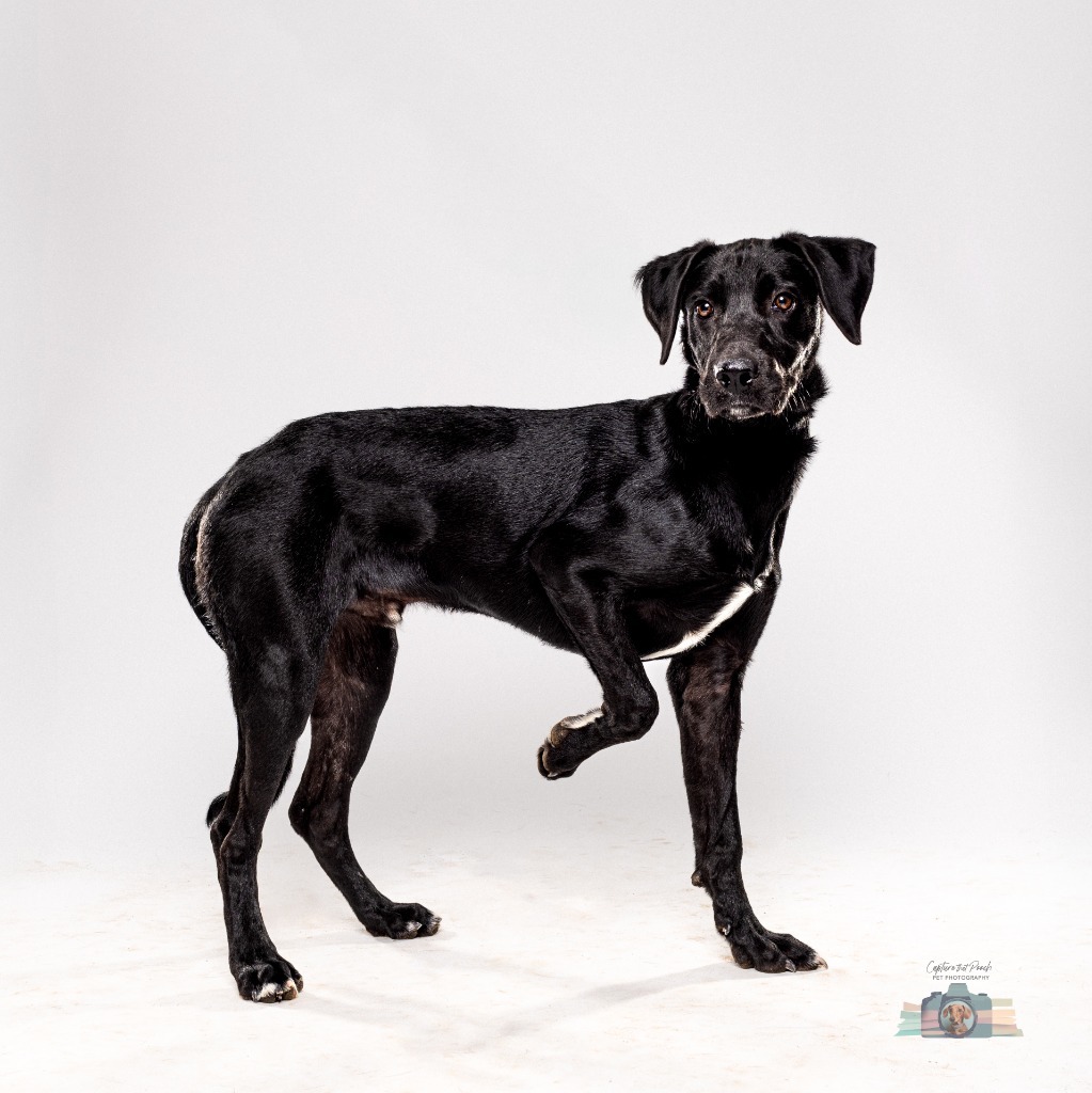 Jiffy, an adoptable Labrador Retriever in El Paso, TX, 79906 | Photo Image 1