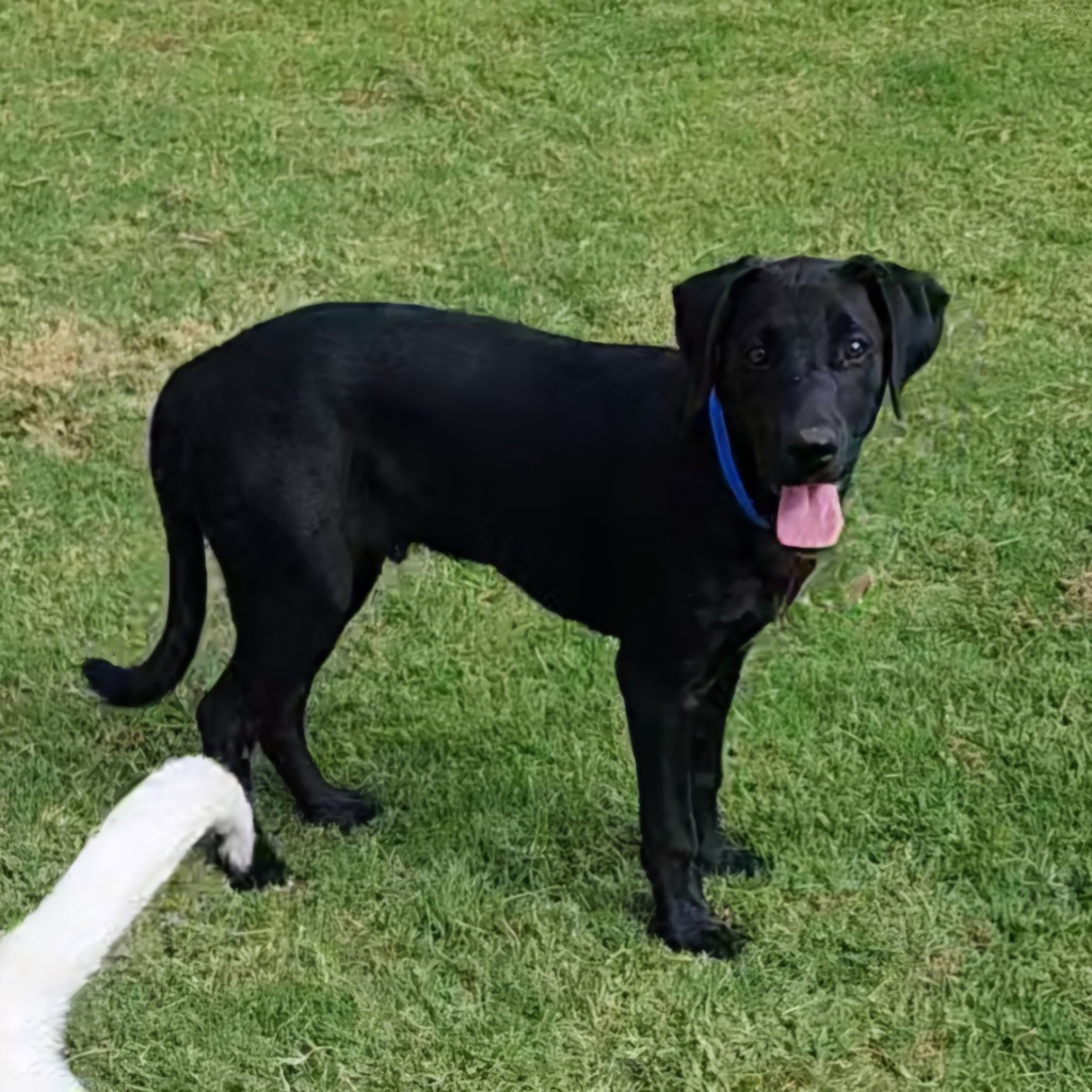 Jiffy, an adoptable Labrador Retriever in El Paso, TX, 79906 | Photo Image 2