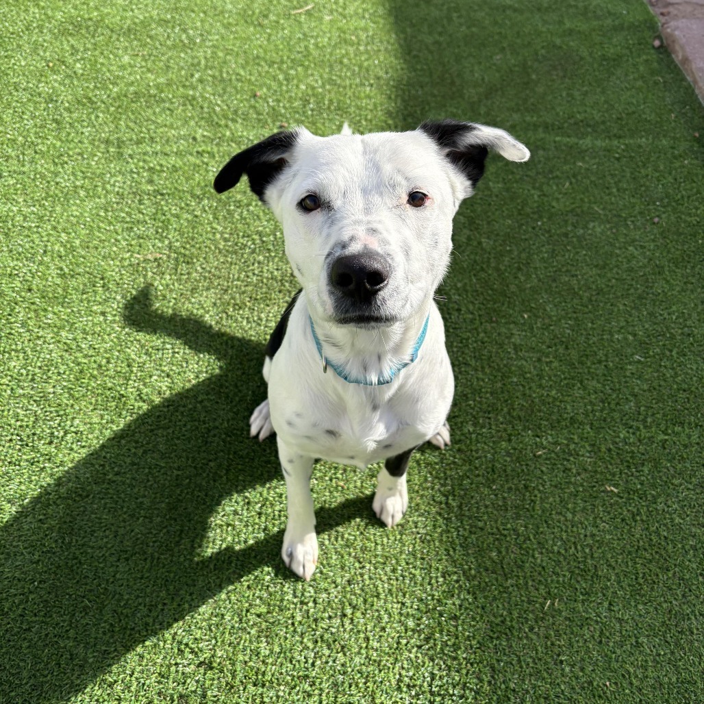 Wonder - PAWS, an adoptable Border Collie, Pit Bull Terrier in Las Cruces, NM, 88001 | Photo Image 1