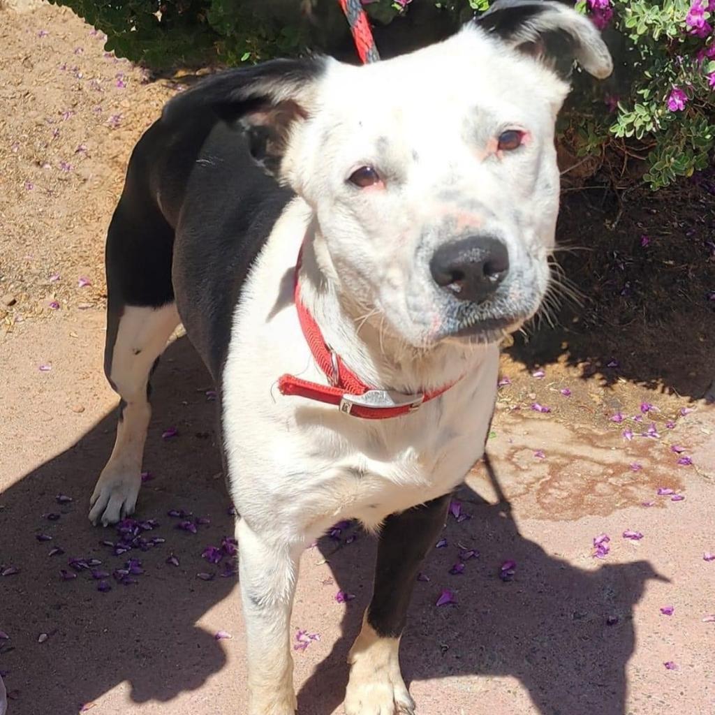 Wonder - PAWS, an adoptable Border Collie, Pit Bull Terrier in Las Cruces, NM, 88001 | Photo Image 2