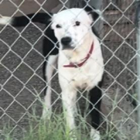Wonder - PAWS, an adoptable Border Collie, Pit Bull Terrier in Las Cruces, NM, 88001 | Photo Image 3