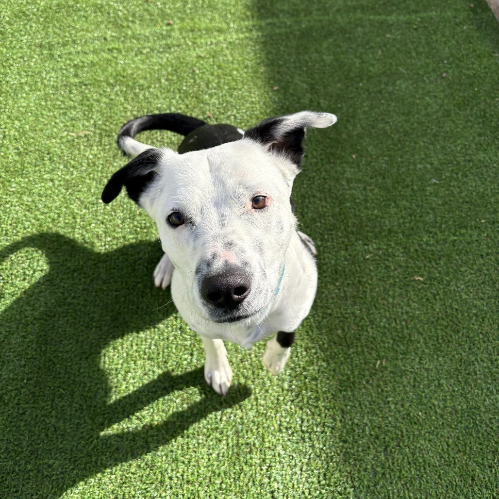 Wonder - PAWS, an adoptable Border Collie, Pit Bull Terrier in Las Cruces, NM, 88001 | Photo Image 4